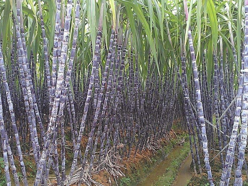 河南商丘黑皮甘蔗，汁多脆甜，一手货源，无任何费用。