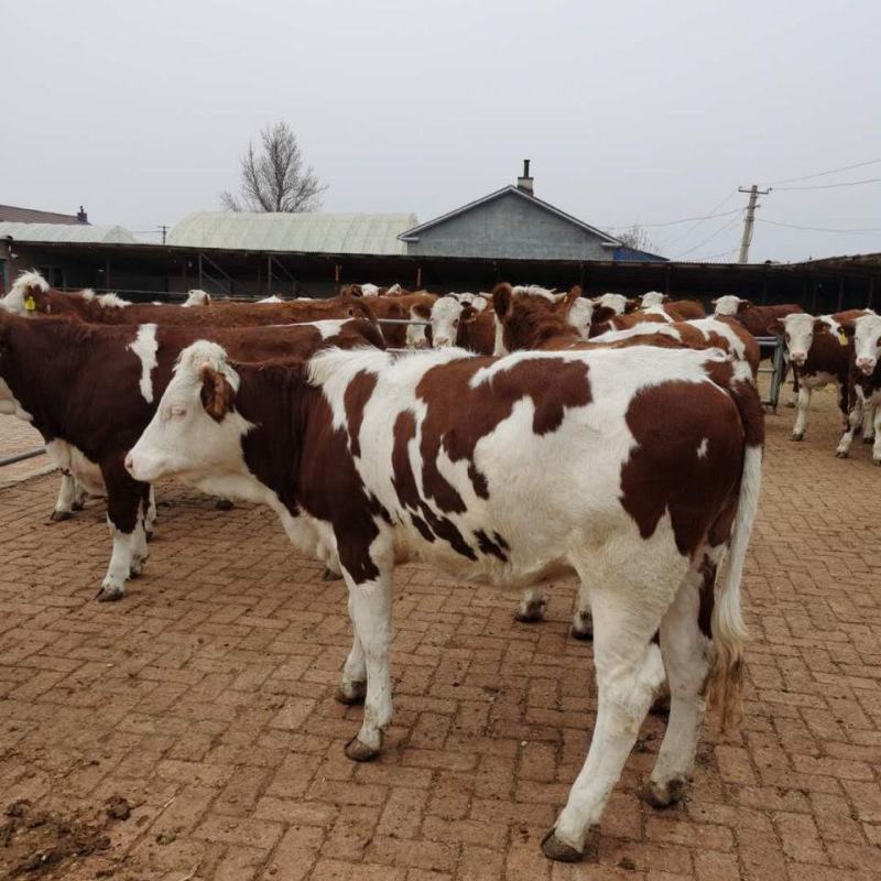 西门塔尔牛犊肉牛犊日增重3-4斤包技术包成活