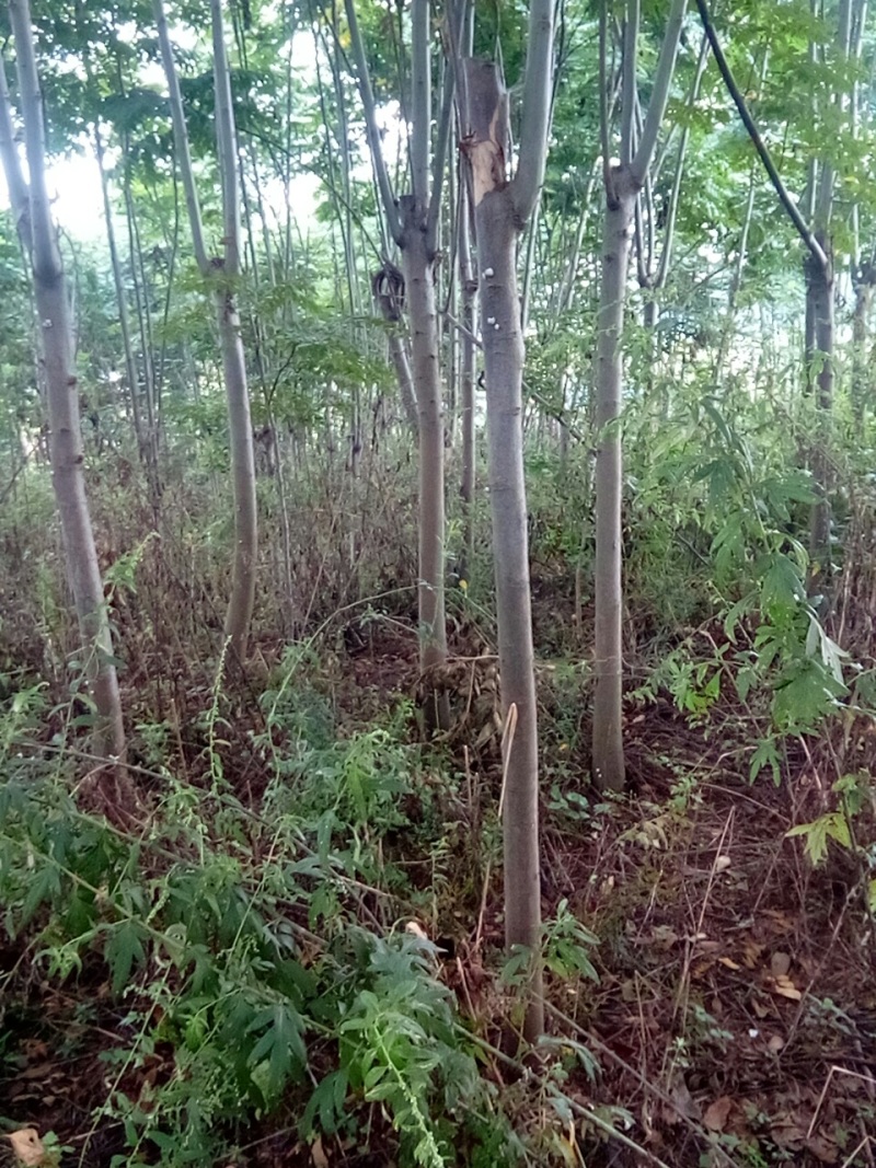大量出售摇钱树10公分以上