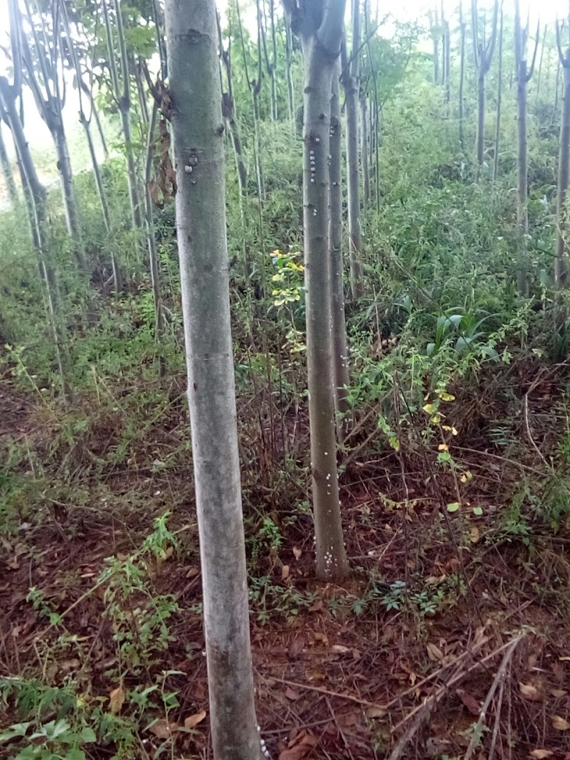 大量出售摇钱树10公分以上