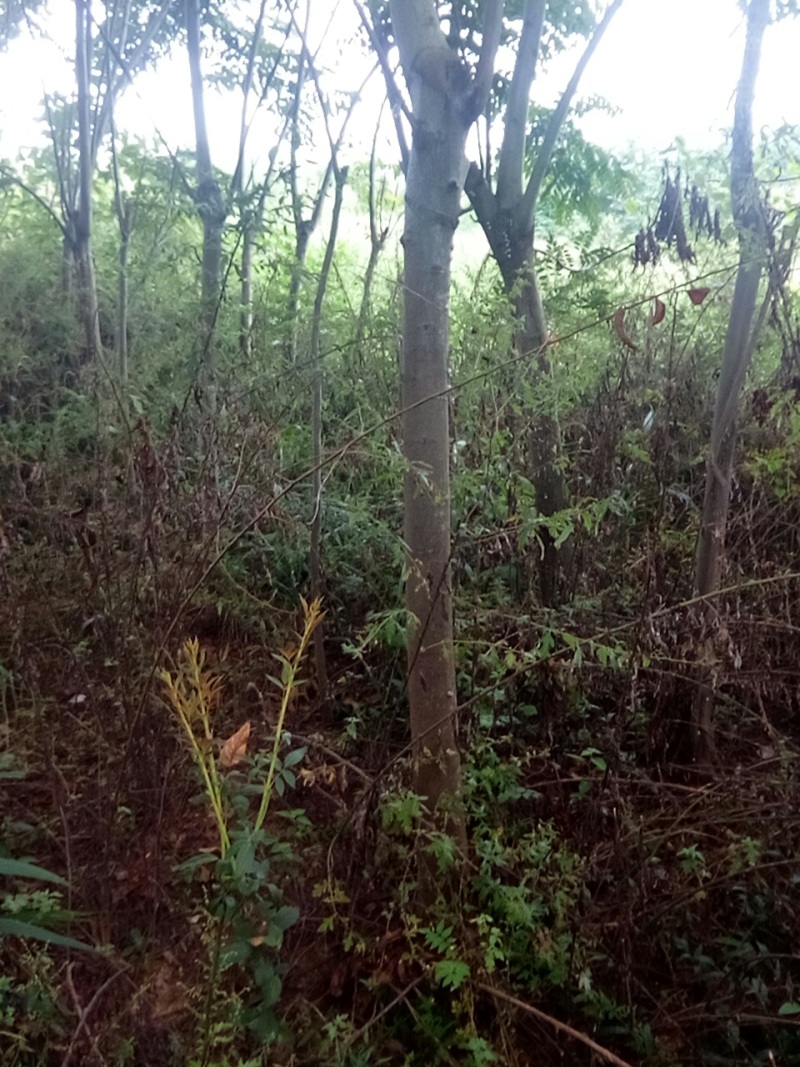 大量出售摇钱树10公分以上