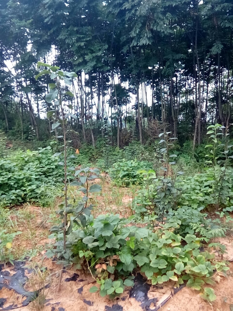 大量出售摇钱树10公分以上