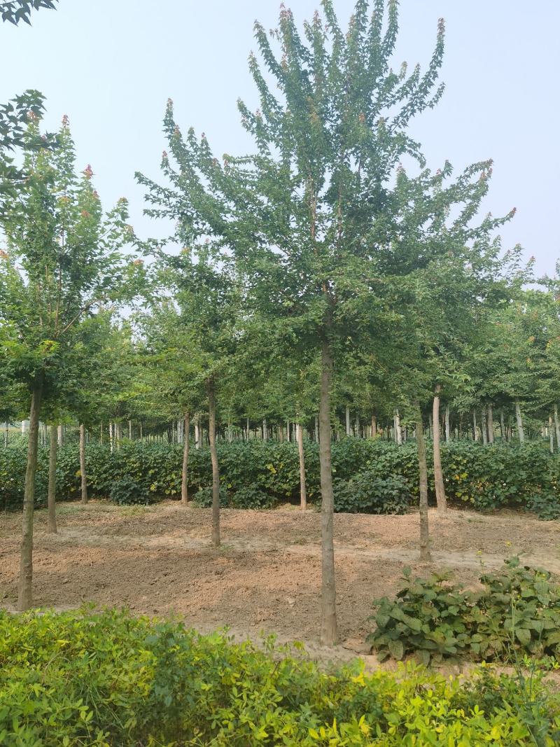 三角枫，10—13公分量大，有需要的联系