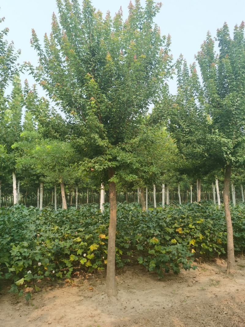 三角枫，10—13公分量大，有需要的联系