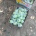 大量出售黄香蕉苹果和红星苹果有要的老板联系