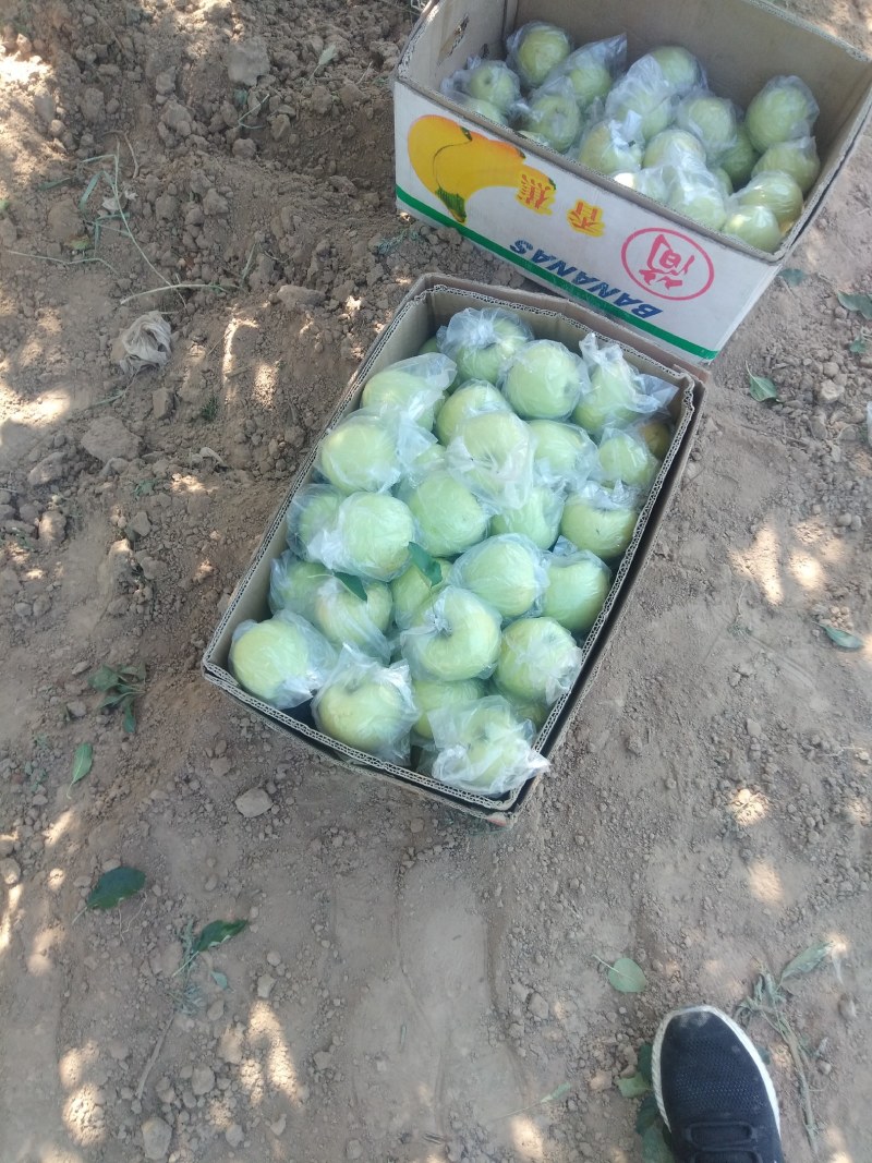大量出售黄香蕉苹果和红星苹果有要的老板联系