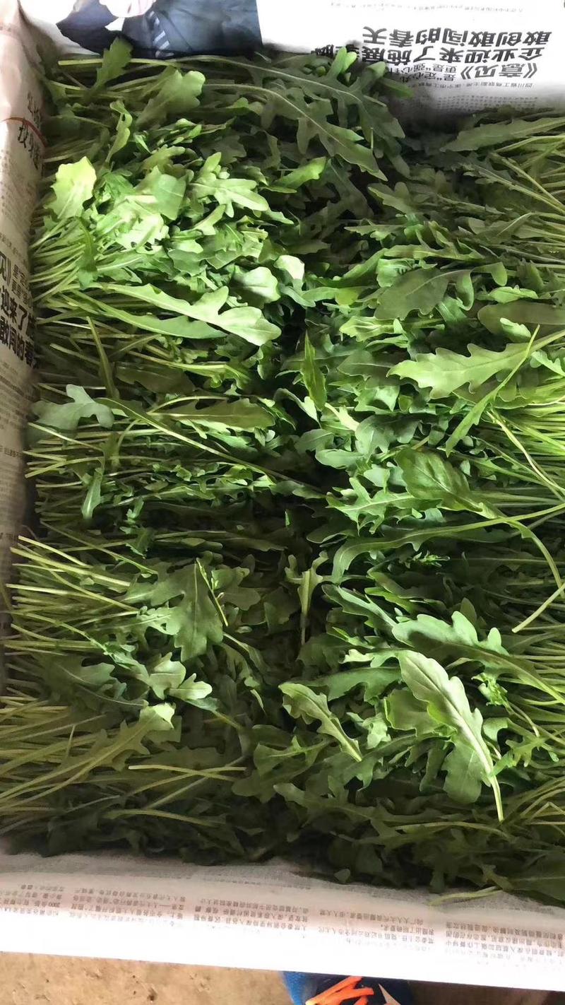 小叶芝麻菜种子火箭菜香味浓郁口感好四季大棚露地均可种植