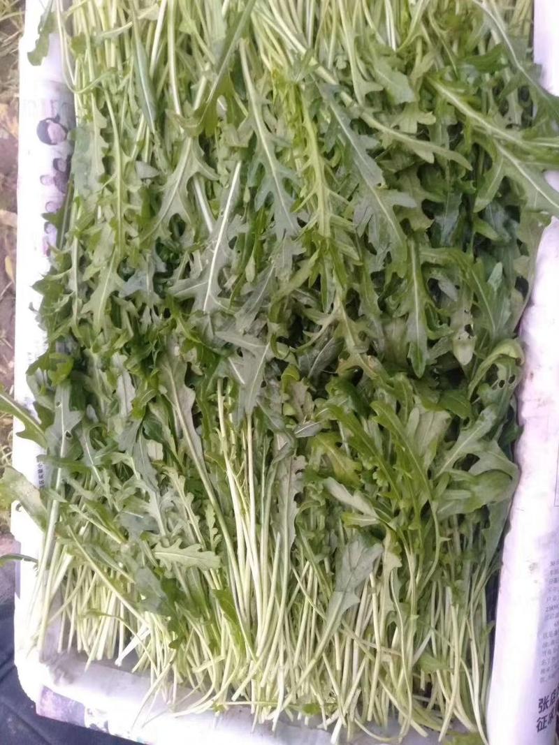 小叶芝麻菜种子火箭菜香味浓郁口感好四季大棚露地均可种植
