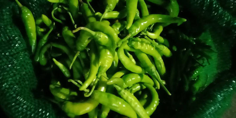农家手工制作的酸辣椒，可直接食用或者炒着吃