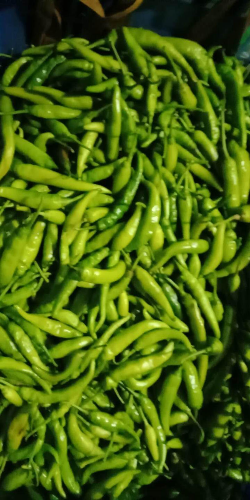 农家手工制作的酸辣椒，可直接食用或者炒着吃