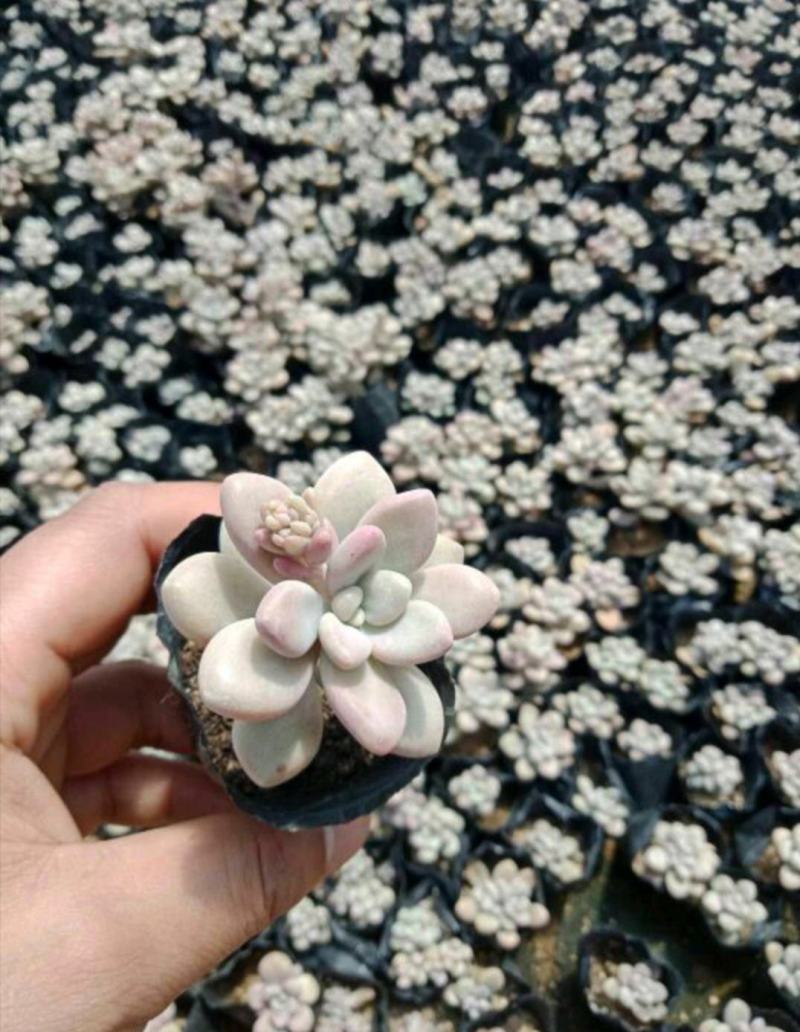 新款多肉植物组合盆栽超萌多肉绿植花卉肉肉室内防辐射含