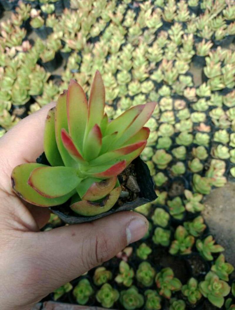 新款多肉植物组合盆栽超萌多肉绿植花卉肉肉室内防辐射含