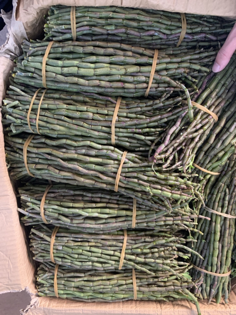 铁皮石斛鲜条，基地直销、现剪现发、条粗，胶质好