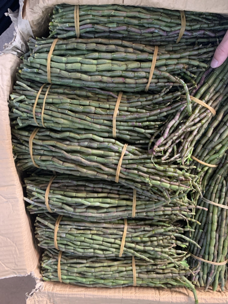铁皮石斛鲜条，基地直销、现剪现发、条粗，胶质好