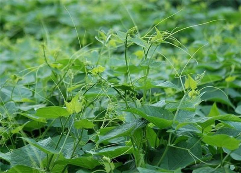 龙须菜佛手瓜尖批发基地直批一天能出500一1000斤