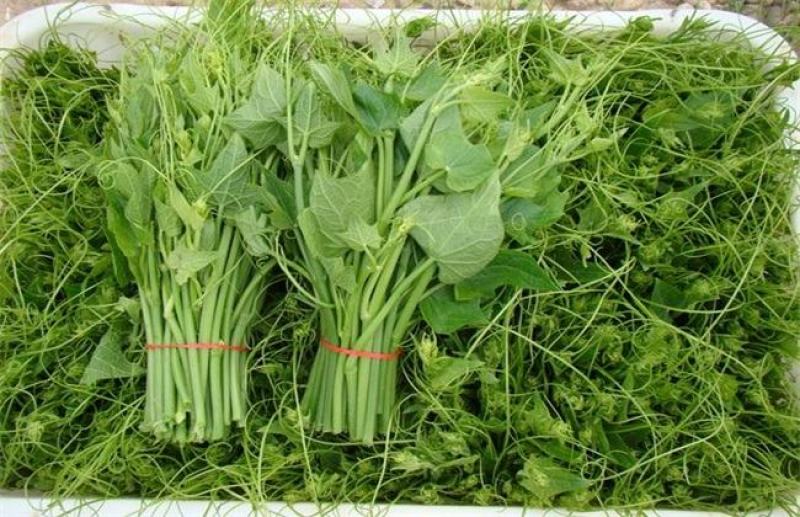 龙须菜佛手瓜尖批发基地直批一天能出500一1000斤