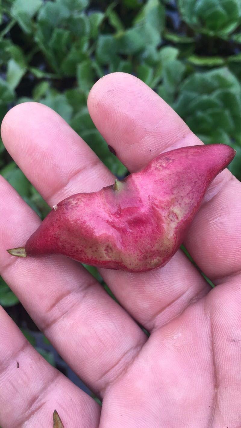 菱角种子青菱角种子红菱角种子优质菱角种苗水红菱角种