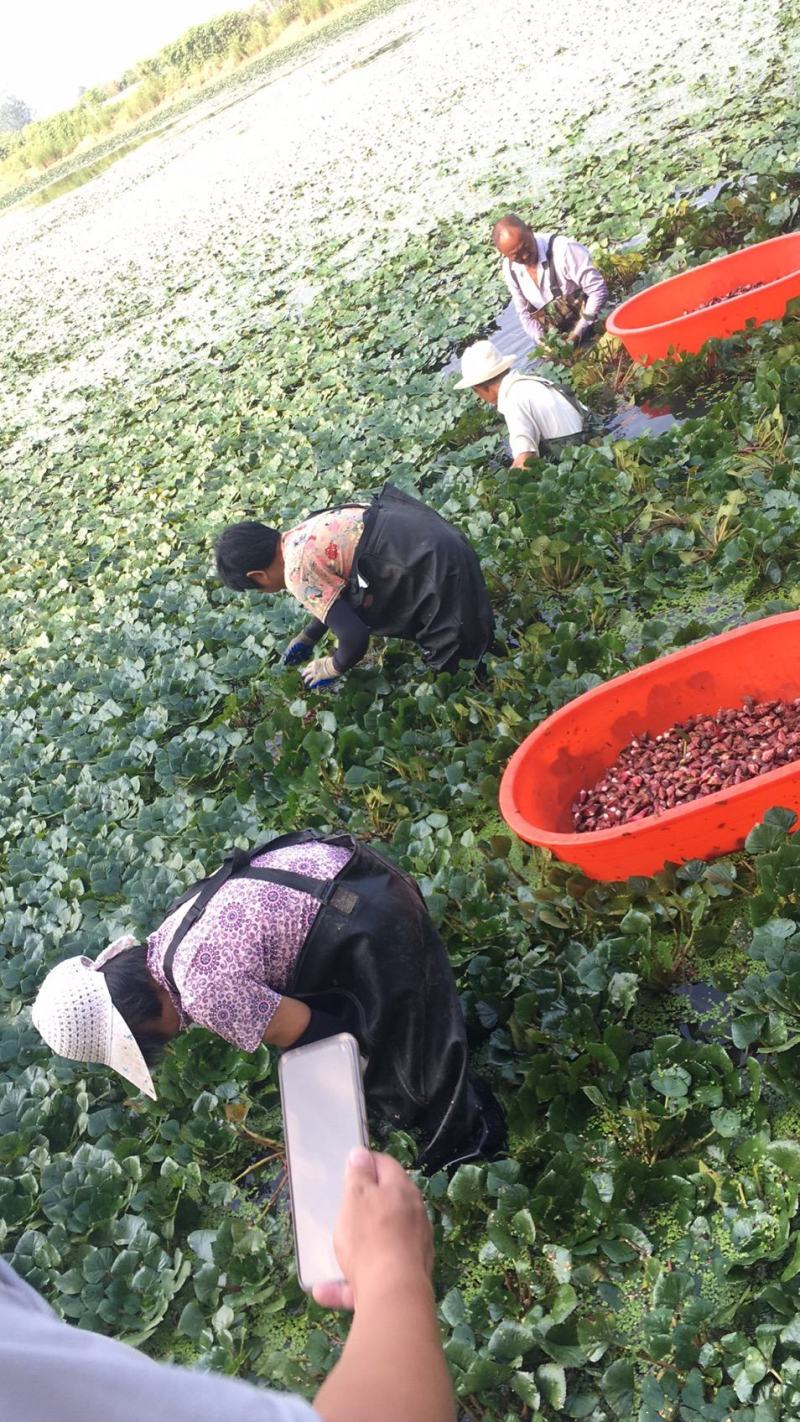 菱角种子青菱角种子红菱角种子优质菱角种苗水红菱角种