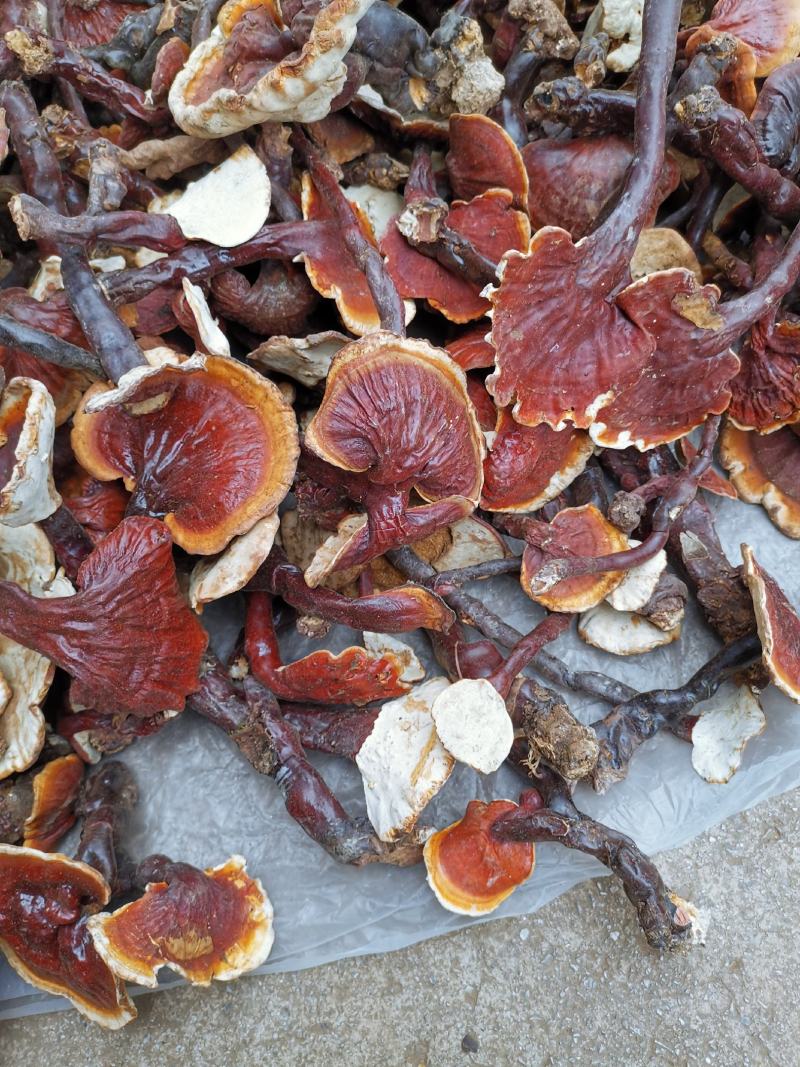 云南高山白灵芝白心灵芝产地货源大量批发供应