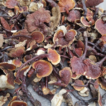 云南高山白灵芝白心灵芝产地货源大量批发供应