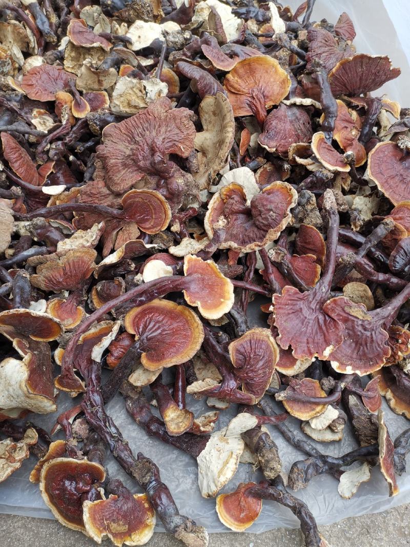 云南高山白灵芝白心灵芝产地货源大量批发供应