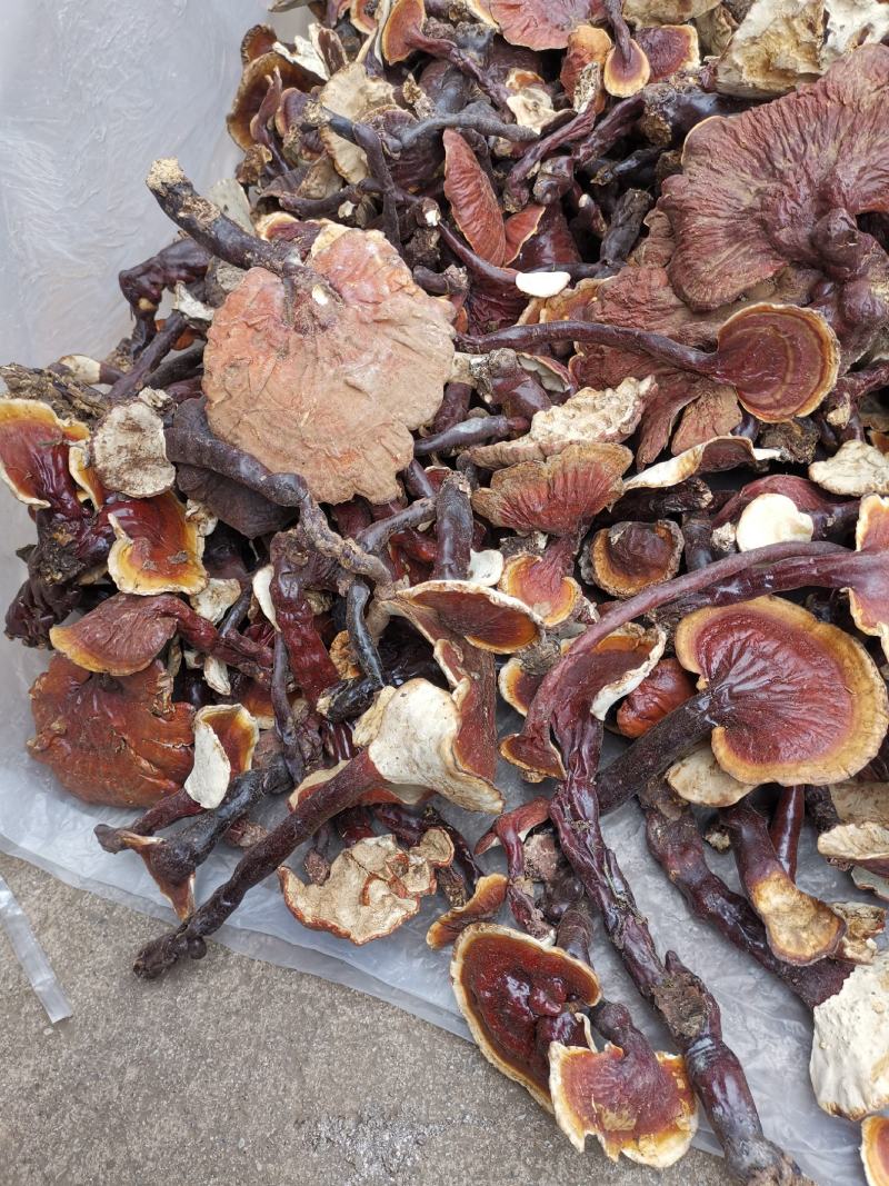 云南高山白灵芝白心灵芝产地货源大量批发供应