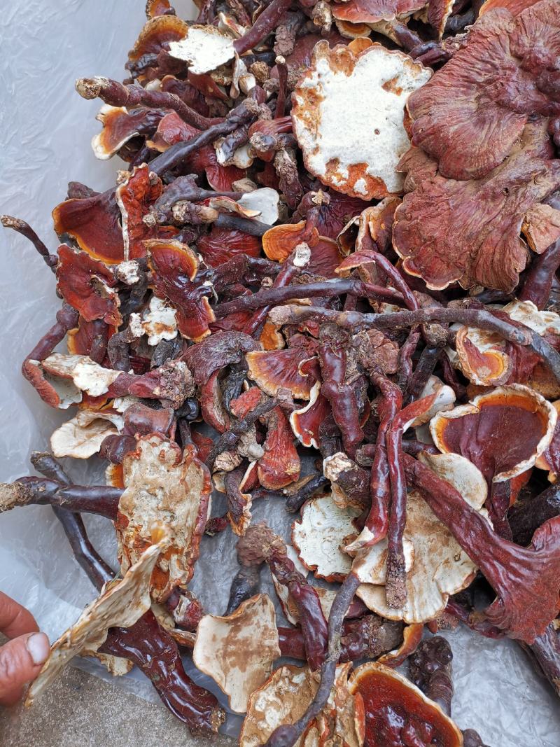 云南高山白灵芝白心灵芝产地货源大量批发供应