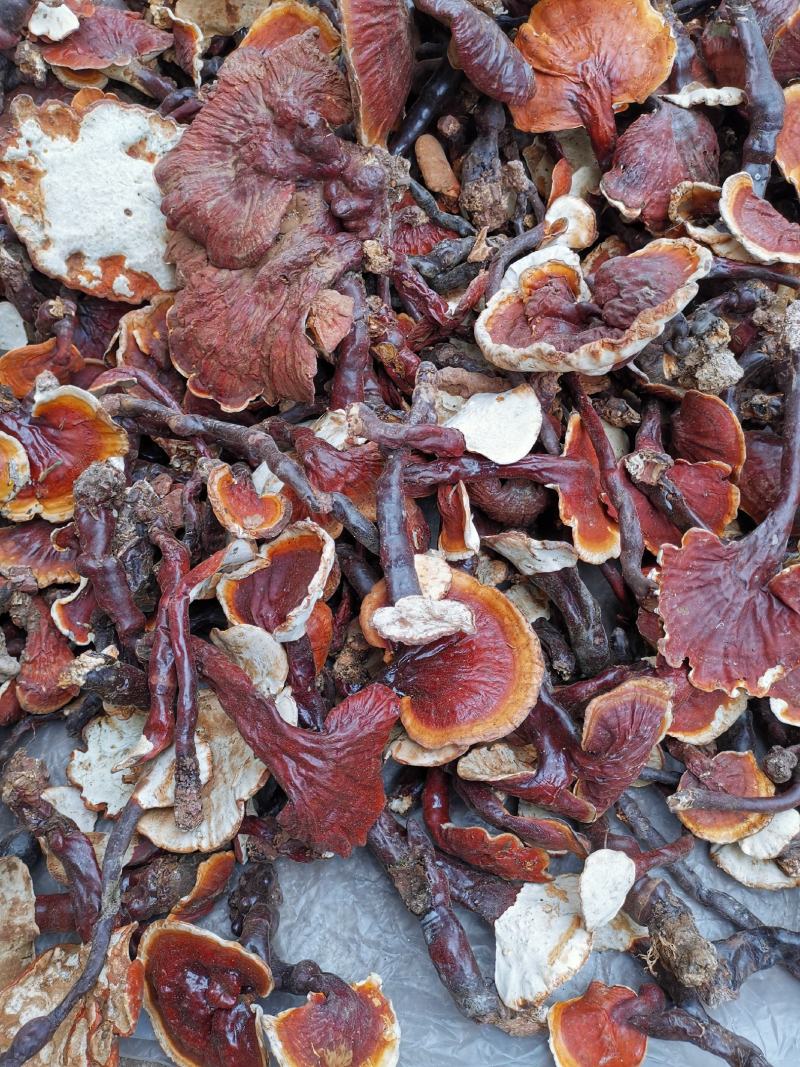 云南高山白灵芝白心灵芝产地货源大量批发供应