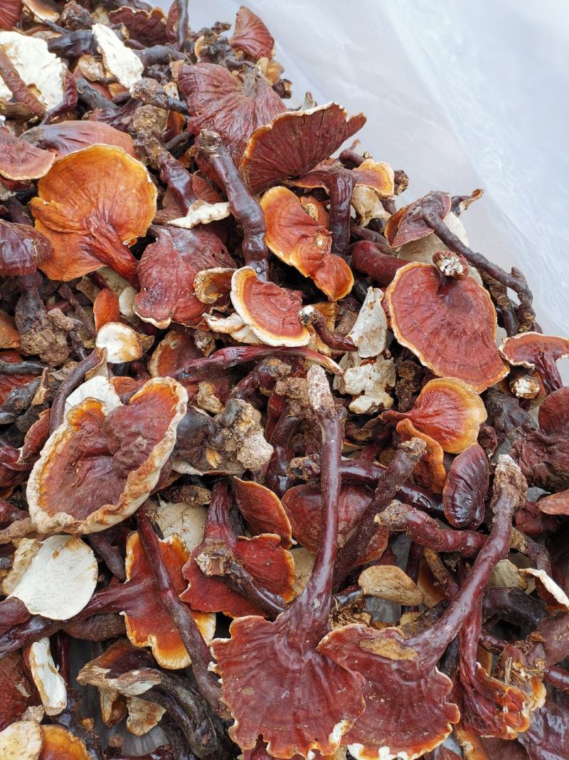 云南高山白灵芝白心灵芝产地货源大量批发供应