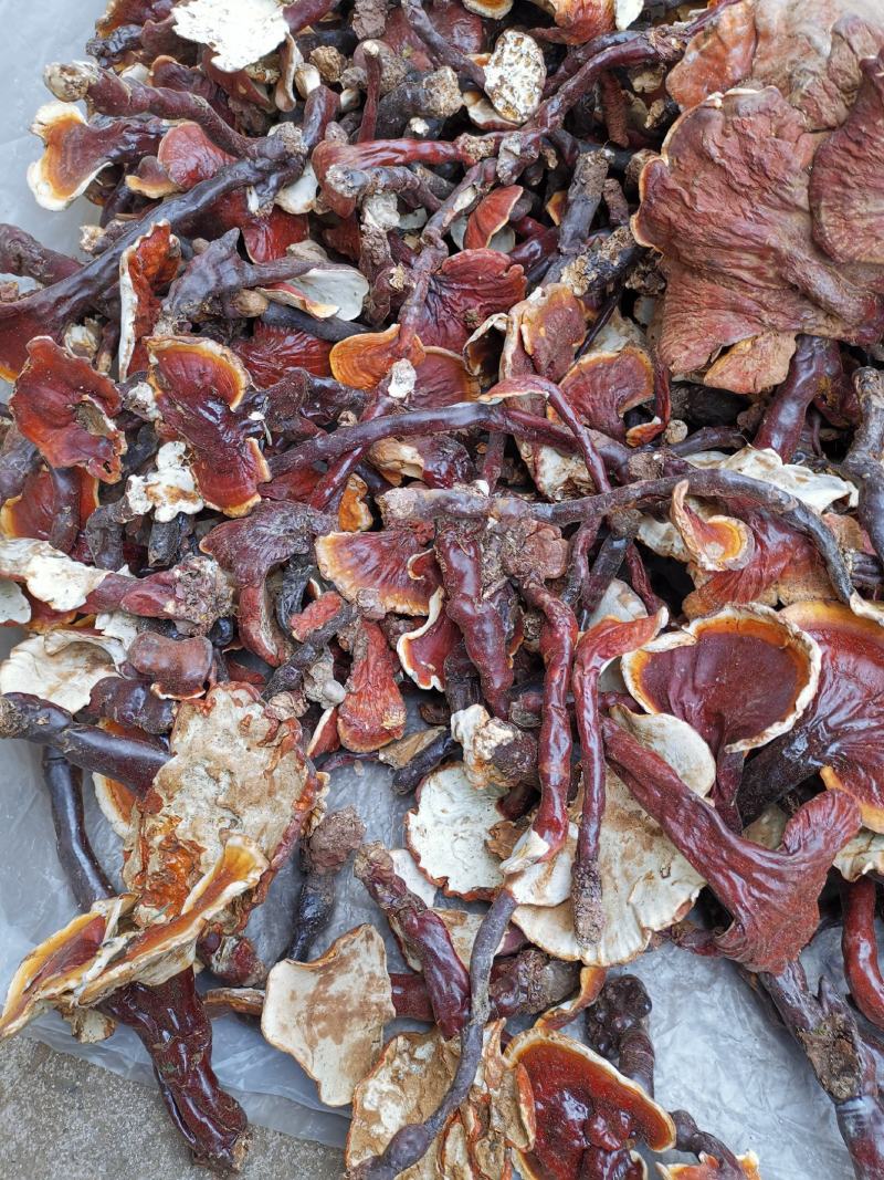 云南高山白灵芝白心灵芝产地货源大量批发供应