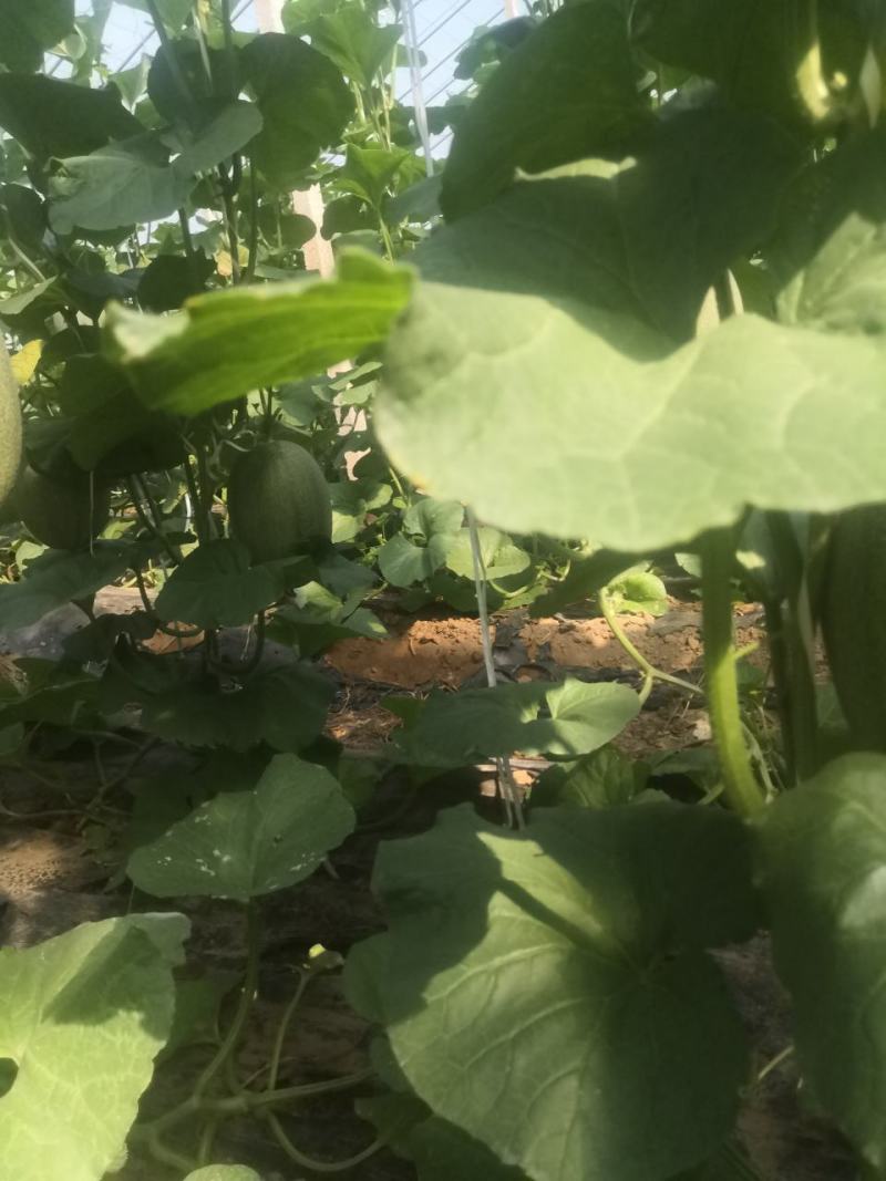 山东潍坊产地大量西州蜜25.产地直发，电商批发市场