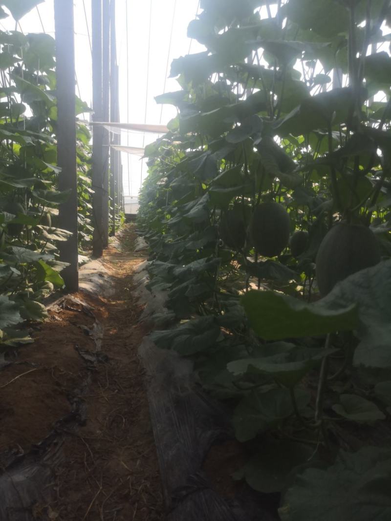 山东潍坊产地大量西州蜜25.产地直发，电商批发市场