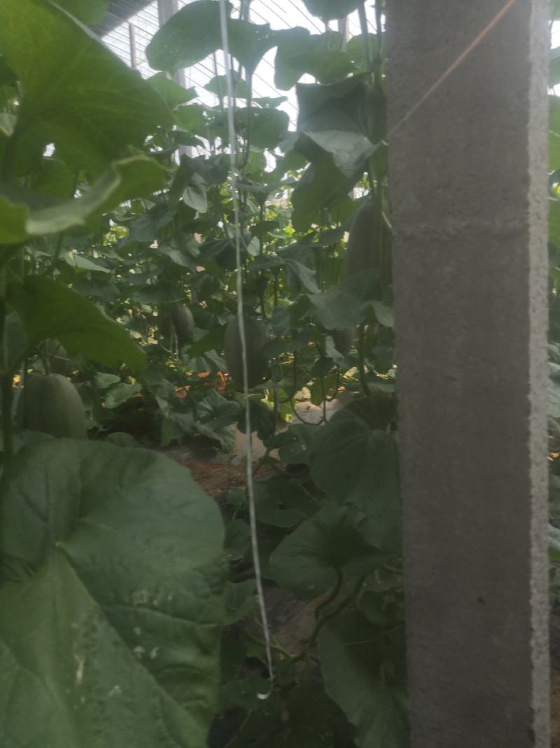 山东潍坊产地大量西州蜜25.产地直发，电商批发市场