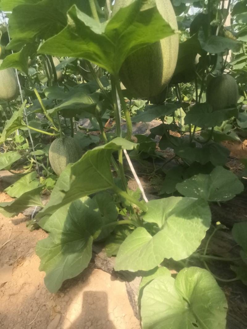 山东潍坊产地大量西州蜜25.产地直发，电商批发市场