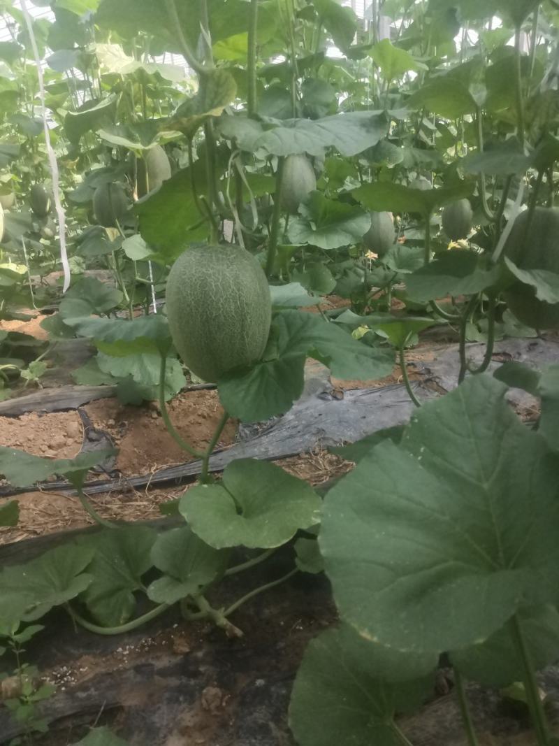 山东潍坊产地大量西州蜜25.产地直发，电商批发市场