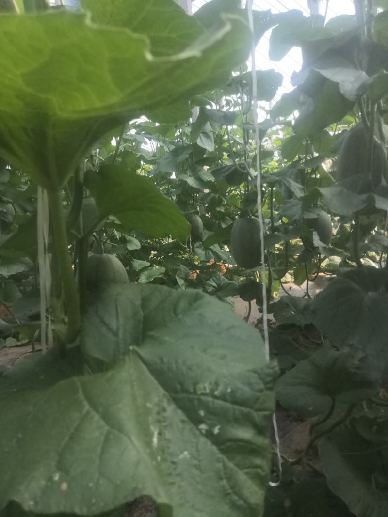 山东潍坊产地大量西州蜜25.产地直发，电商批发市场