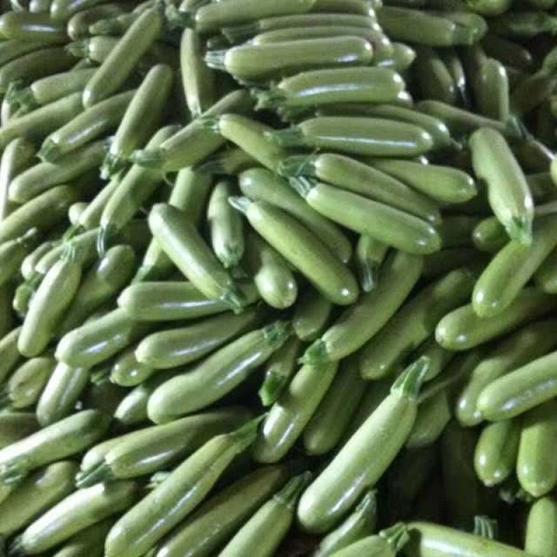 寿光绿皮西葫芦产地实力代收供应超市档口电商食堂