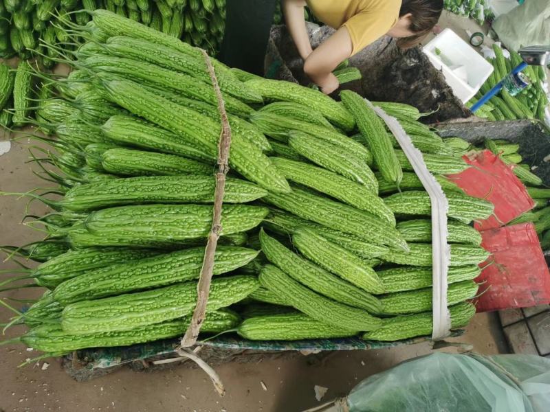 寿光精品苦瓜产地实力代收供应超市档口电商食堂