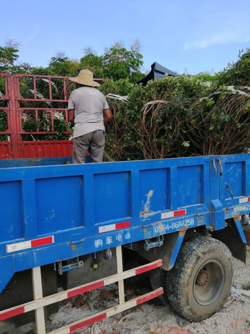 精品树型海桐球，规格型号齐全产地合肥，50亩