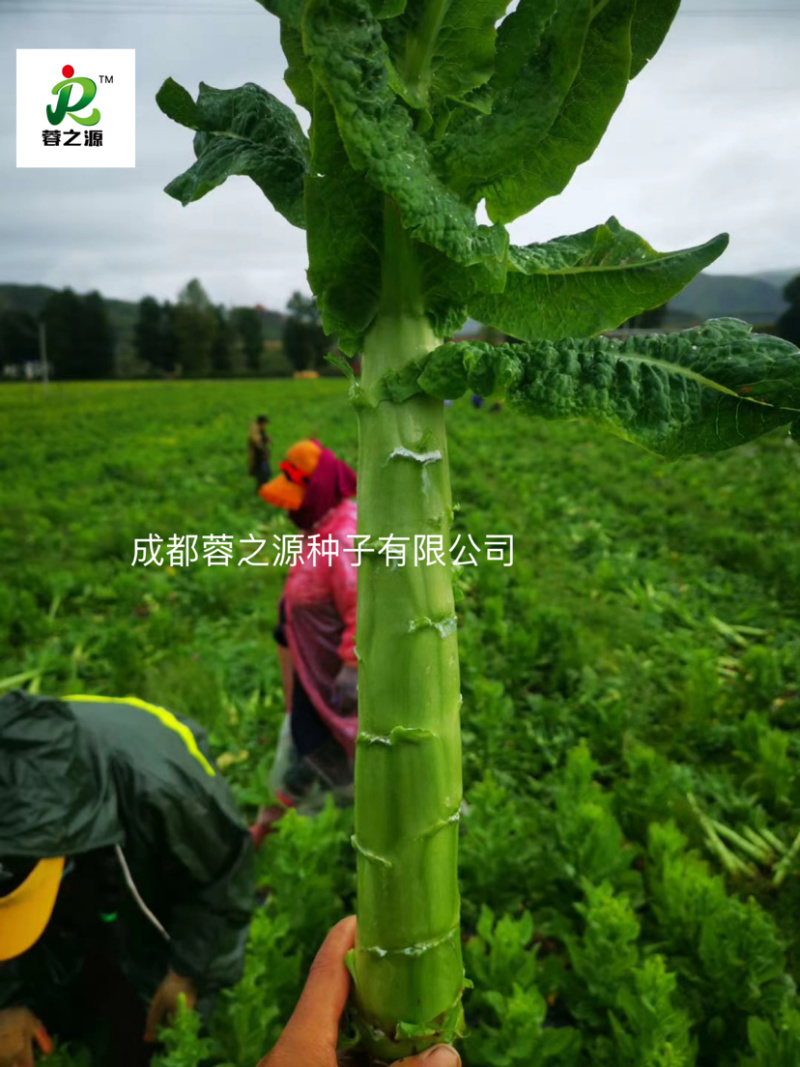 青皮青肉莴笋种子，节稀产量高适合基地大面积种植