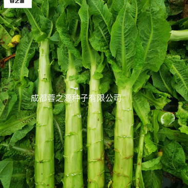 青皮青肉莴笋种子，节稀产量高适合基地大面积种植