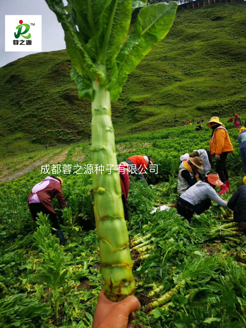 青皮青肉莴笋种子，节稀产量高适合基地大面积种植