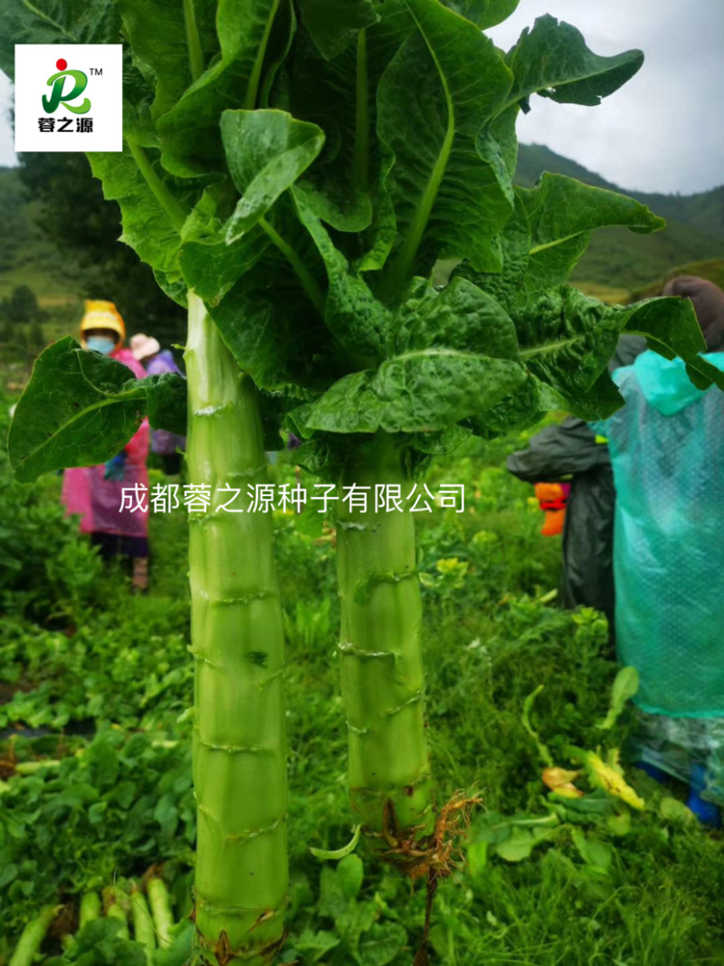 青皮青肉莴笋种子，节稀产量高适合基地大面积种植