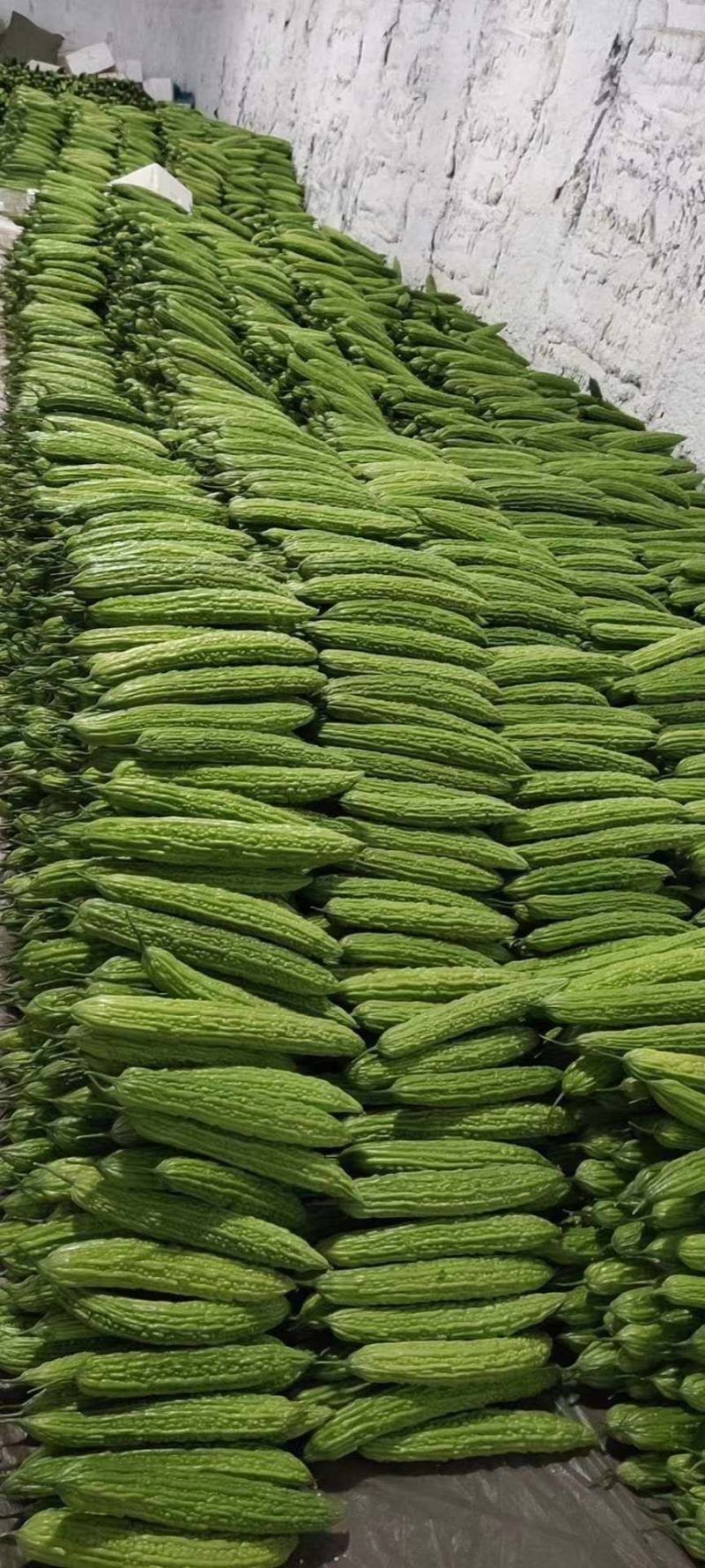 寿光精品苦瓜产地实力代收供应超市档口电商食堂