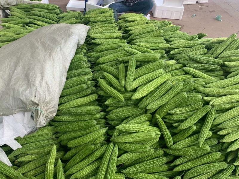 寿光精品苦瓜产地实力代收供应超市档口电商食堂