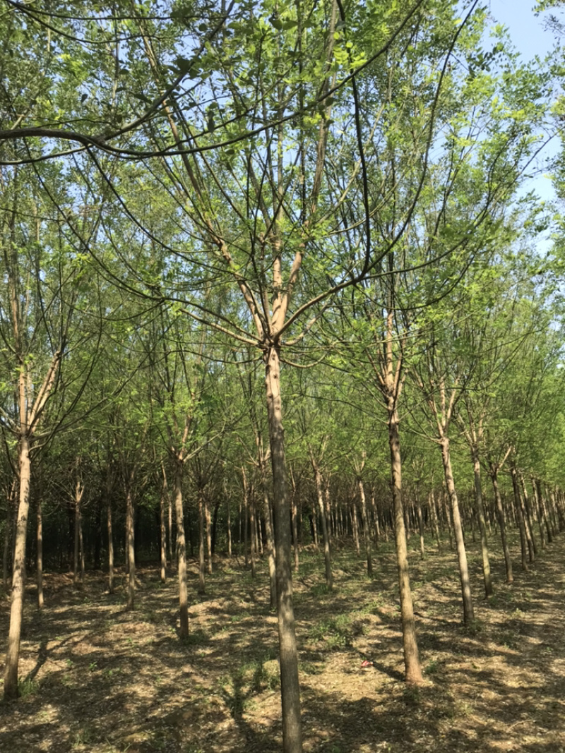 【精品】国槐白蜡大小规格齐全可在线观看视频