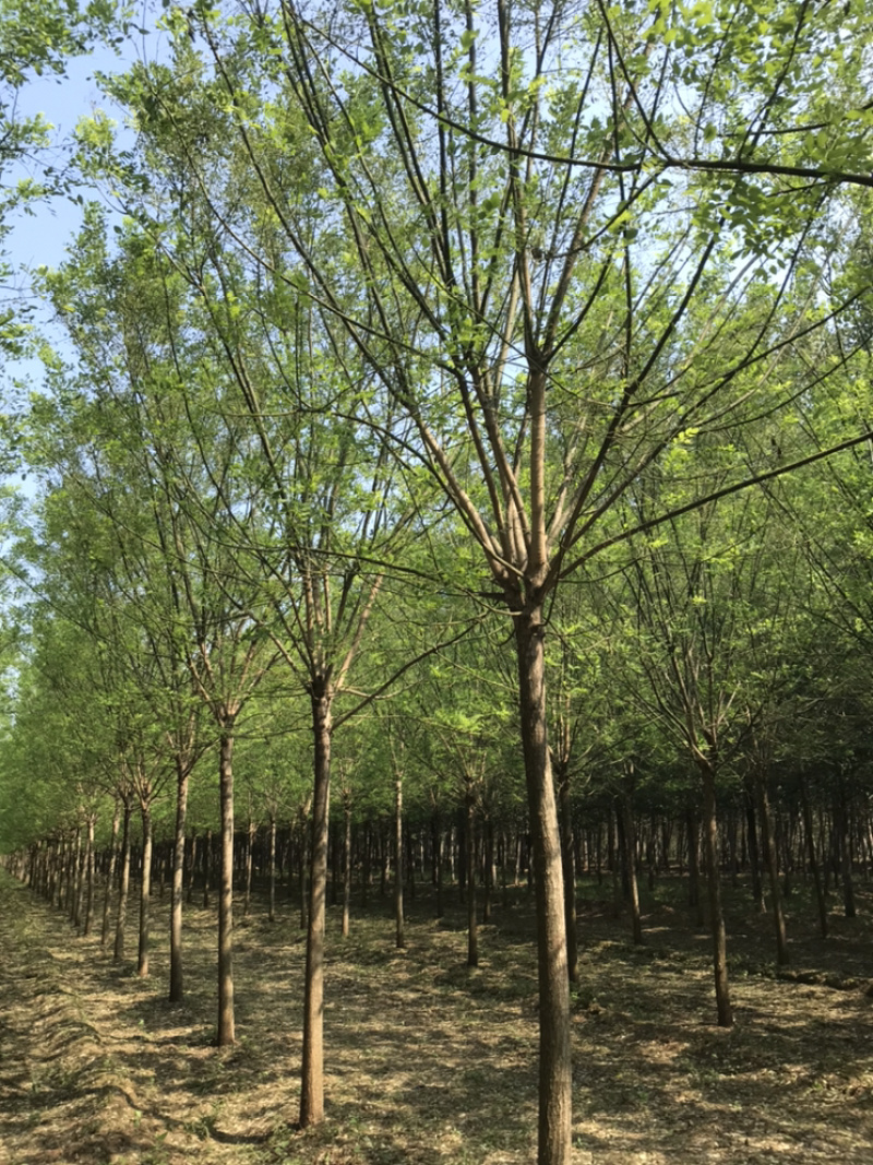 【精品】国槐白蜡大小规格齐全可在线观看视频