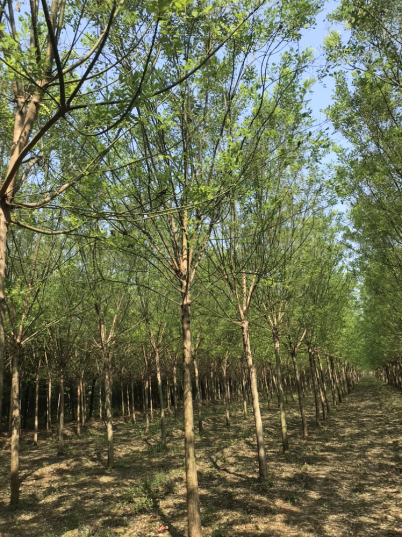 【精品】国槐白蜡大小规格齐全可在线观看视频