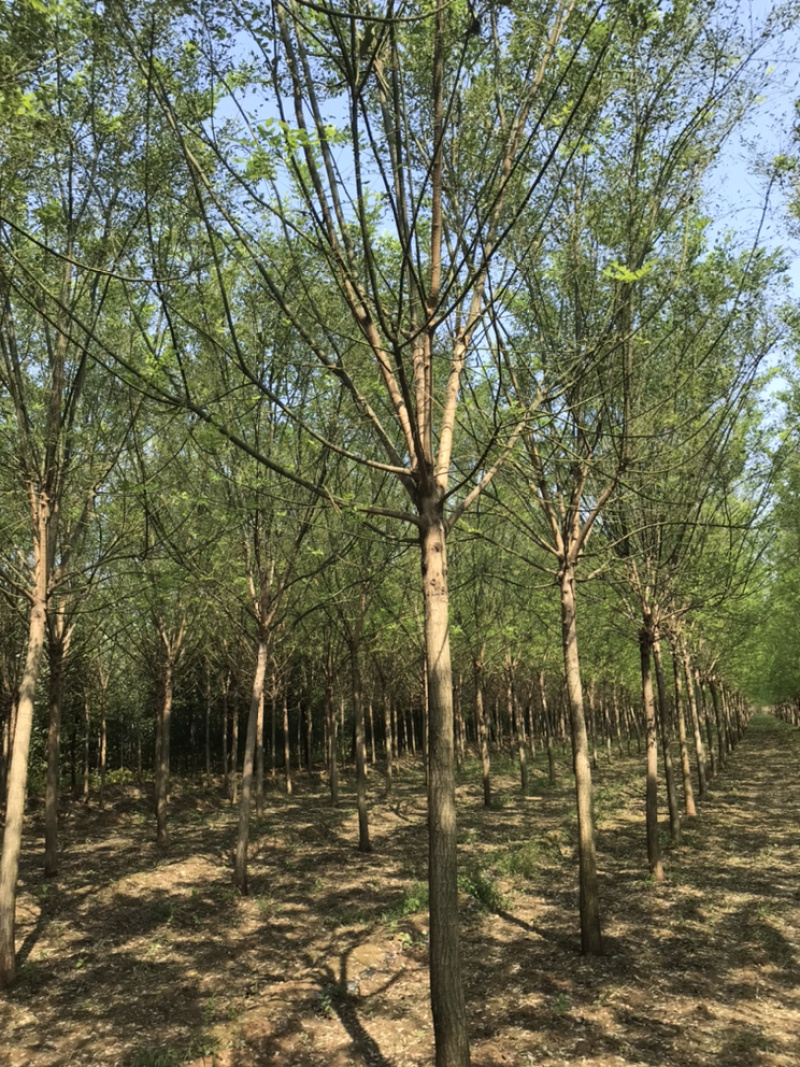 【精品】国槐白蜡大小规格齐全可在线观看视频