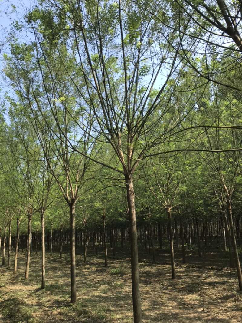 【精品】国槐白蜡大小规格齐全可在线观看视频